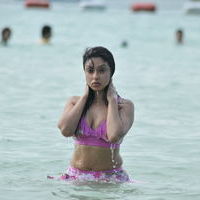 Payal Ghosh hot n spicy bikini gallery | Picture 71909